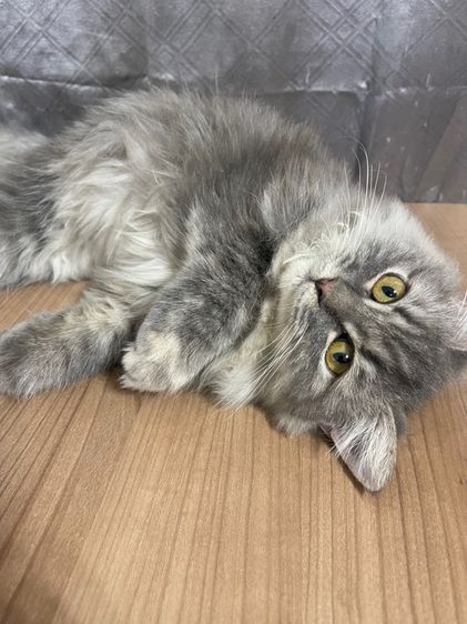 น้องแมวพันธุ์ หิมาลายันผสมชินชิล่า เพศหญิง  รูปที่ 3