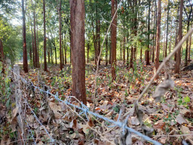 ขายที่ดิน  โฉนด 1ไร่3งาน79ตรางวา รูปที่ 4