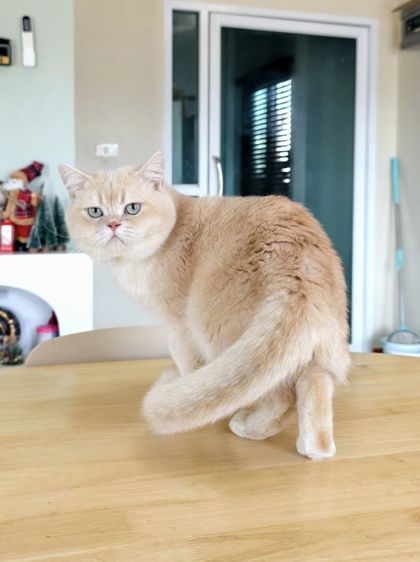 สก็อตติชหนุ่ม 