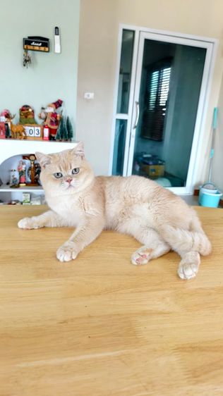 สก็อตติชหนุ่ม  รูปที่ 2