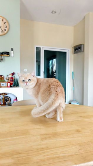 สก็อตติชหนุ่ม  รูปที่ 3