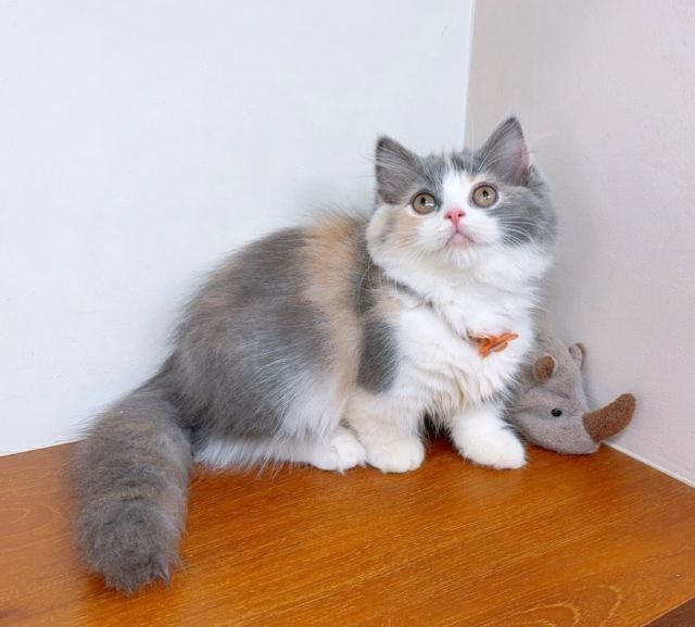 แมวขาสั้น แมวมันช์กิ้น สวย น่ารักฟุดๆ รูปที่ 15