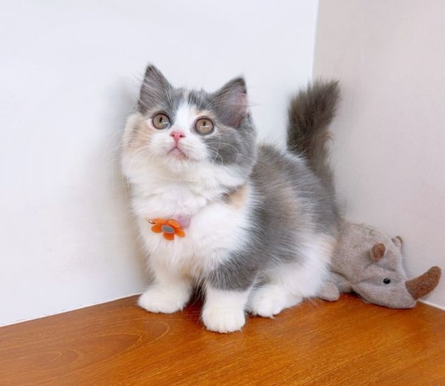 แมวขาสั้น แมวมันช์กิ้น สวย น่ารักฟุดๆ รูปที่ 17