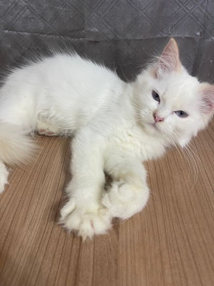 คนขายเลี้ยงเองครับ   น้องแมวพันธุ์ อเมริกันเคิร์ลผสมหิมาลายัน เพศชาย ตาสีฟ้า พร้อมฉีดยา รูปที่ 3