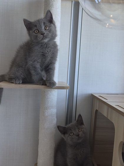 บริติชช็อทแฮร์แท้ๆ คละสี มีใบเพ็ดนอก  รูปที่ 3