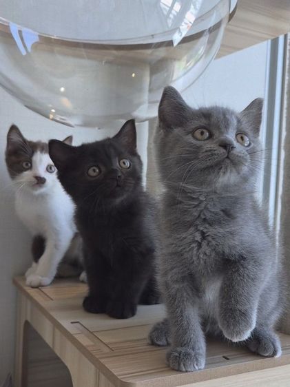 บริติชช็อทแฮร์แท้ๆ คละสี มีใบเพ็ดนอก  รูปที่ 5