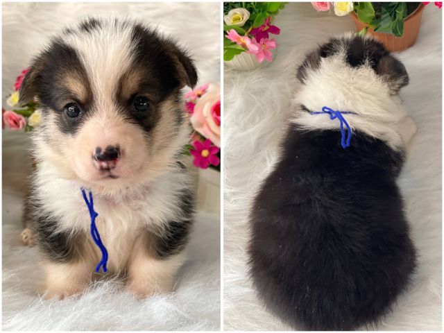 เปิดจองลูกสุนัขคอร์กี้แท้ รูปที่ 6