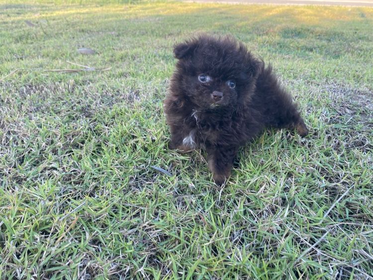 ปอมผสมชิสุพุดเดิ้ล รูปที่ 3