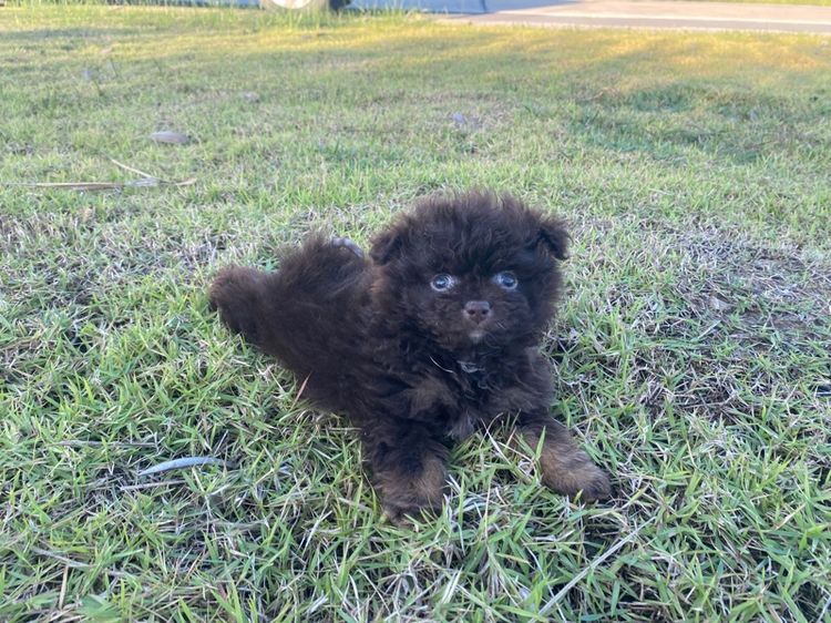 ปอมผสมชิสุพุดเดิ้ล รูปที่ 2