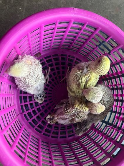 หงส์หยกฟอลโล่ รูปที่ 5