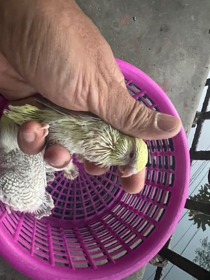 หงส์หยกฟอลโล่ รูปที่ 6