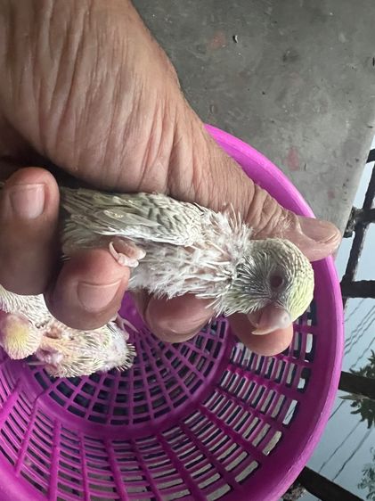 หงส์หยกฟอลโล่ รูปที่ 7