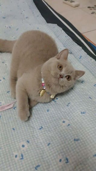 แมว scottish fold