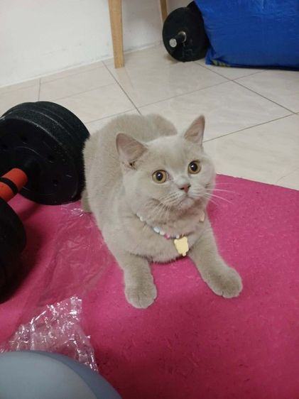 แมว scottish fold รูปที่ 2