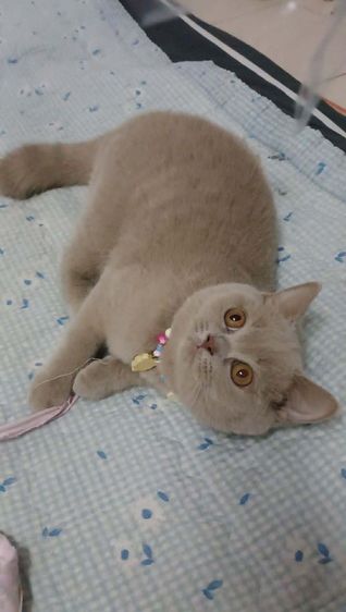 แมว scottish fold รูปที่ 5