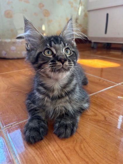 แมวเมนคูนเพศชาย 3 เดือนกว่า