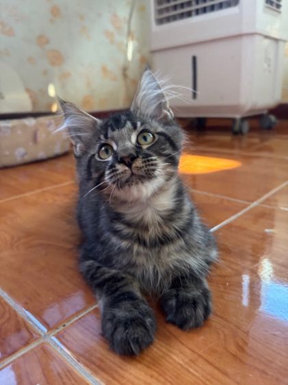 แมวเมนคูนเพศชาย 3 เดือนกว่า รูปที่ 2