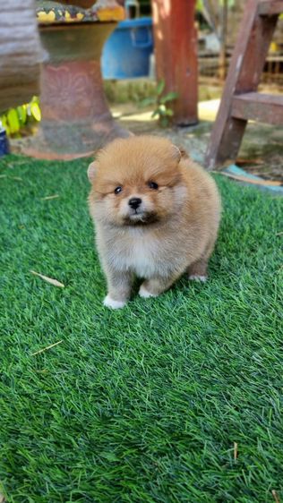 ปอมแท้5900 รูปที่ 8