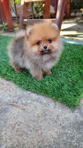 ปอมแท้5900 รูปที่ 5