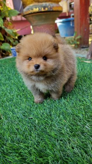 ปอมแท้5900 รูปที่ 2