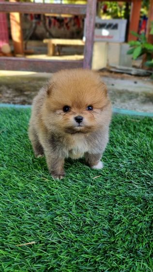 ปอมแท้5900 รูปที่ 4