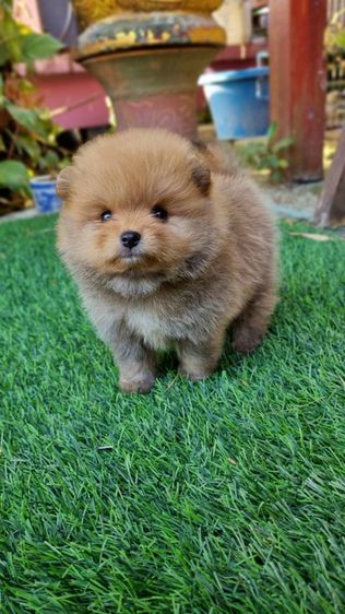 ปอมแท้5900 รูปที่ 6