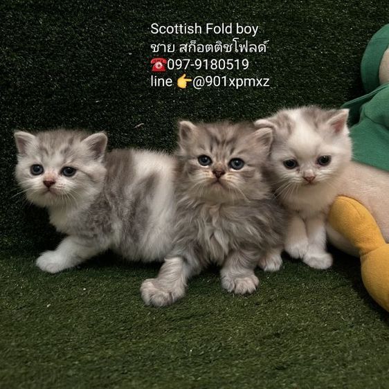 แมวสก็อตติช โฟลด์ scottish fold  รูปที่ 2