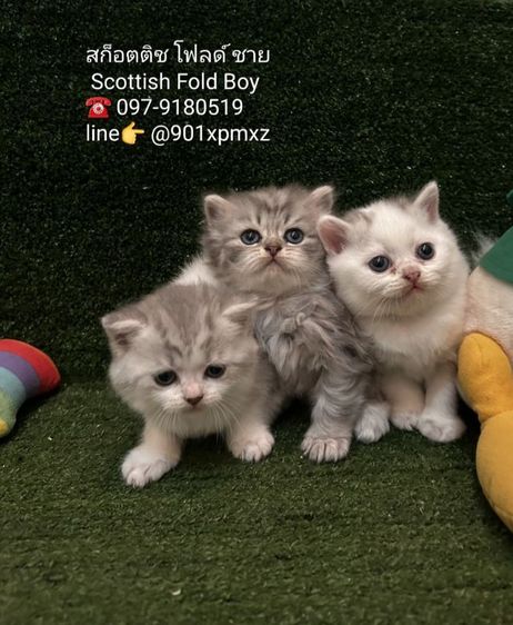 แมวสก็อตติช โฟลด์ scottish fold  รูปที่ 3