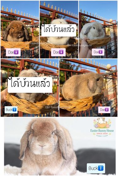 ปล่อยเหมาพ่อแม่พันธุ์Holland Lopแท้ 4หน่อ3000บาท