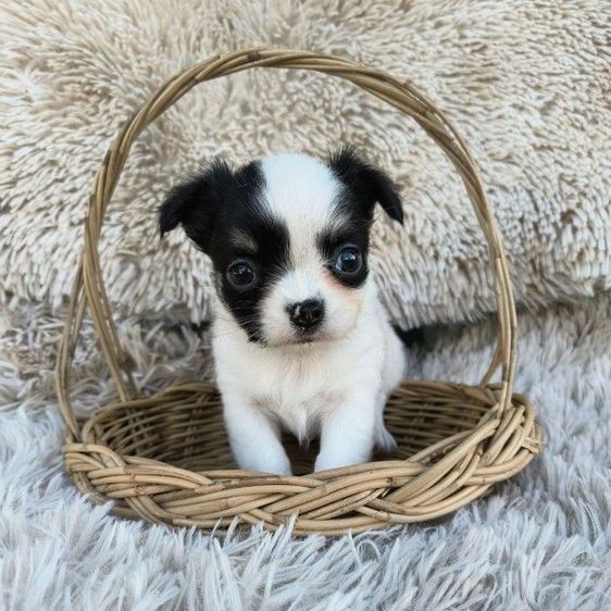 ชิวาวา ขนยาว ขนสั้น รูปที่ 2