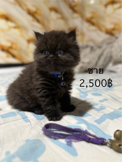 ลูกเปอร์เซีย รูปที่ 7