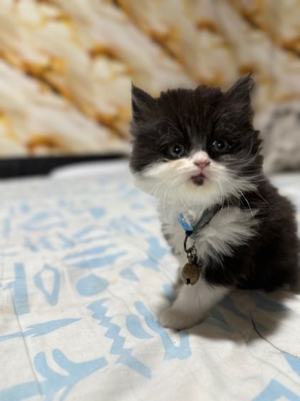 ลูกเปอร์เซีย รูปที่ 10