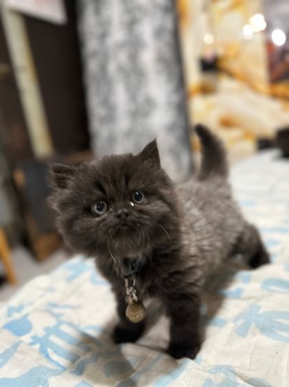 ลูกเปอร์เซีย รูปที่ 3