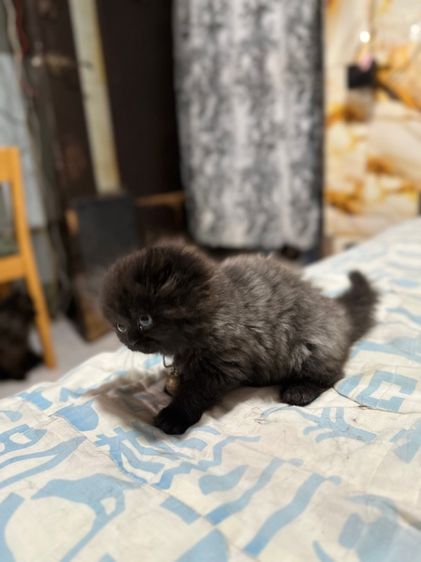 ลูกเปอร์เซีย รูปที่ 5