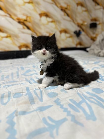 ลูกเปอร์เซีย รูปที่ 11