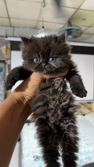 ลูกเปอร์เซีย รูปที่ 14