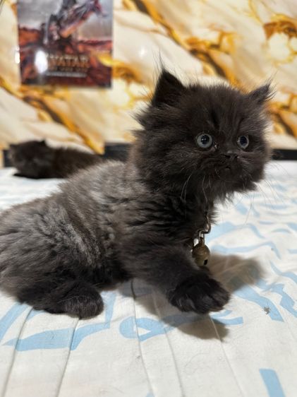 ลูกเปอร์เซีย รูปที่ 4