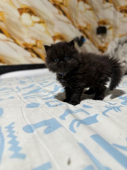 ลูกเปอร์เซีย รูปที่ 8