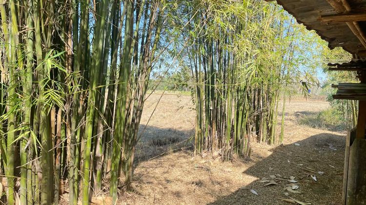 ขายที่ดินทำเลดี ราคาคุ้มค่า ตำบลเซิม อำเภอ โพนพิสัย จังหวัด หนองคาย เหมาะสำหรับทำการเกษตร ปลูกพืช ทำสวน หรือเลี้ยงสัตว์ รูปที่ 2