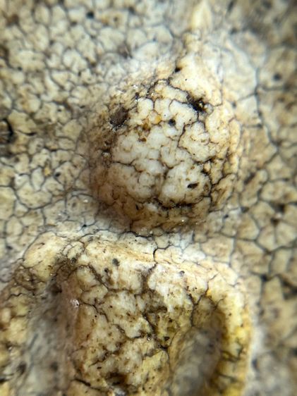 พระสมเด็จวัดระฆังพิมพ์อกครุฑ ศีลบาตร เนื้อแตกลายรายงานสวรรคโลกเก่าสวย รูปที่ 11