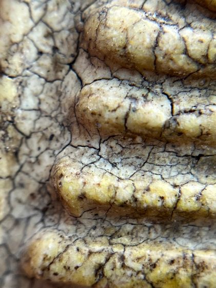 พระสมเด็จวัดระฆังพิมพ์อกครุฑ ศีลบาตร เนื้อแตกลายรายงานสวรรคโลกเก่าสวย รูปที่ 5