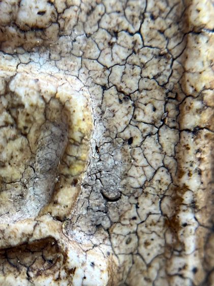 พระสมเด็จวัดระฆังพิมพ์อกครุฑ ศีลบาตร เนื้อแตกลายรายงานสวรรคโลกเก่าสวย รูปที่ 8