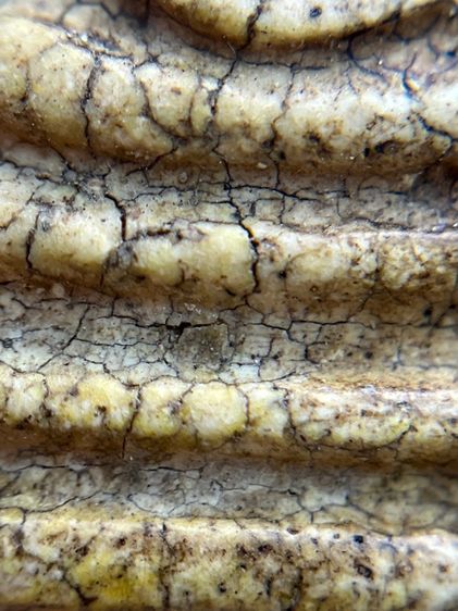 พระสมเด็จวัดระฆังพิมพ์อกครุฑ ศีลบาตร เนื้อแตกลายรายงานสวรรคโลกเก่าสวย รูปที่ 6