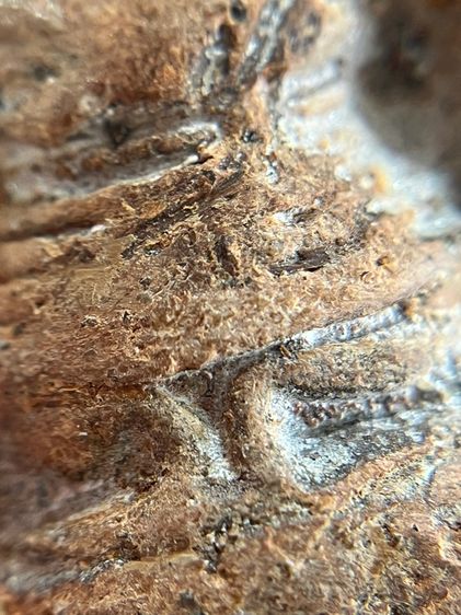 (ขายแล้ว)พระโคนสมอ รูปที่ 16