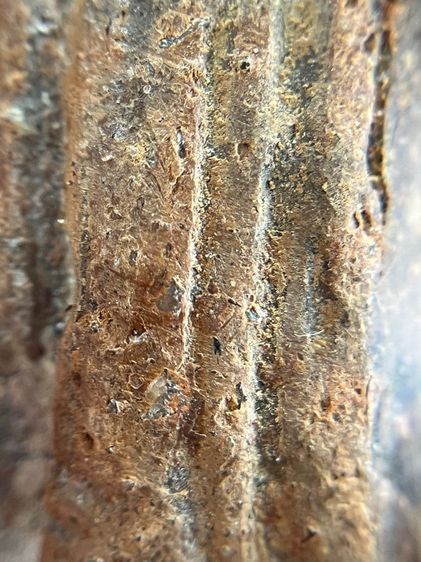 (ขายแล้ว)พระโคนสมอ รูปที่ 17