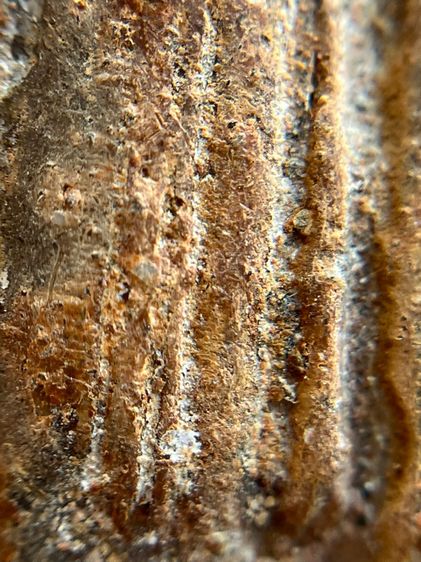 (ขายแล้ว)พระโคนสมอ รูปที่ 10