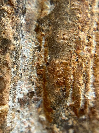 (ขายแล้ว)พระโคนสมอ รูปที่ 9