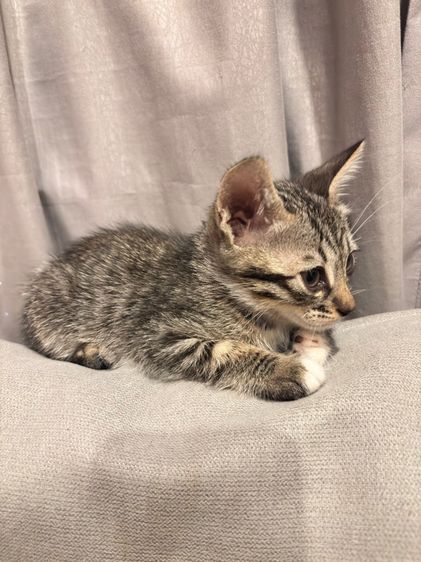 ลูกครึ่งเบงกอลให้ฟรี รูปที่ 2