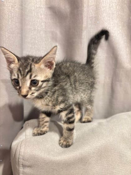 ลูกครึ่งเบงกอลให้ฟรี รูปที่ 3