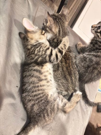 ลูกครึ่งเบงกอลให้ฟรี รูปที่ 5